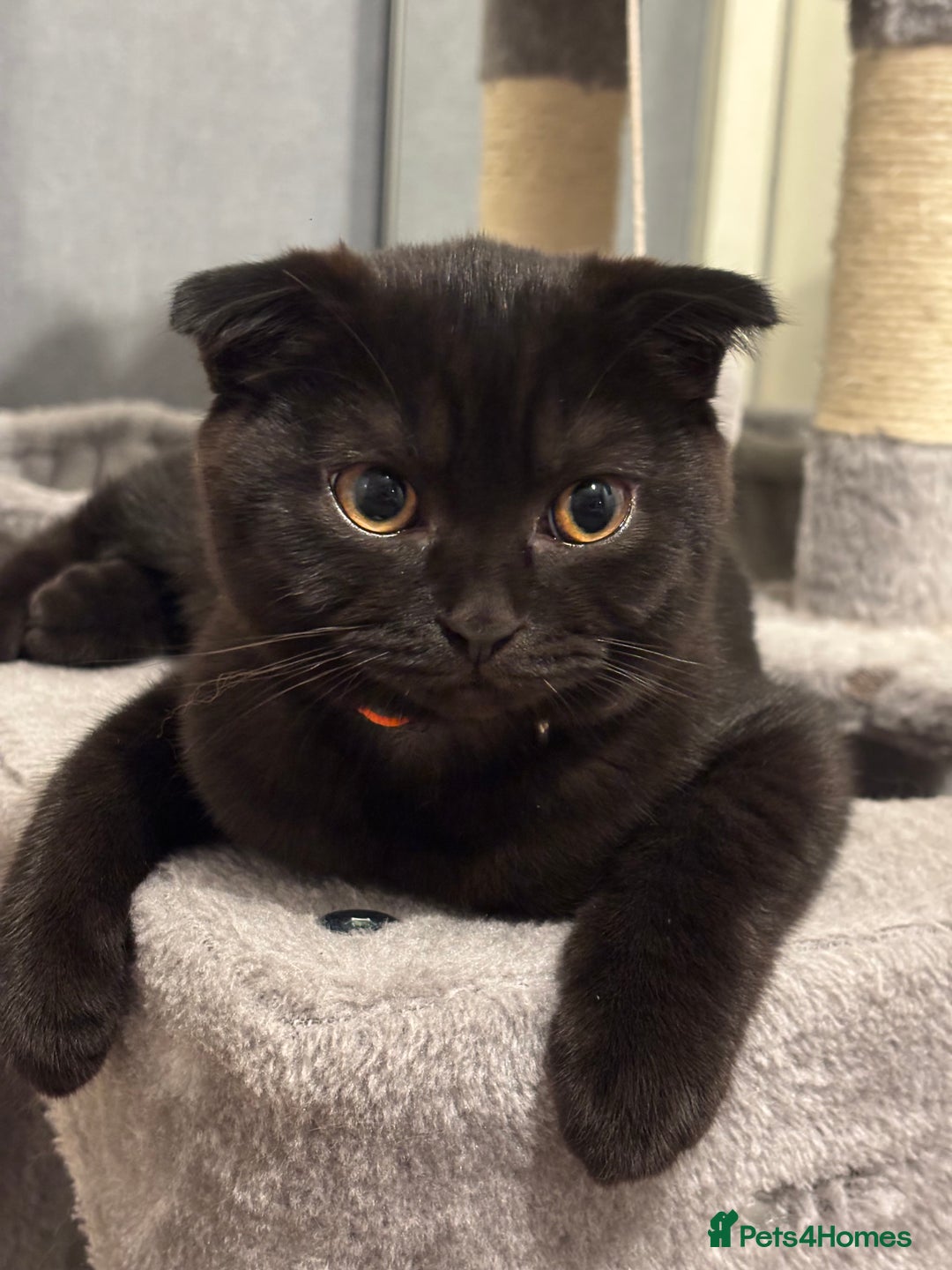 Scottish Fold cats for sale: Absolute Beauty black Scottish fold girl - Image 1