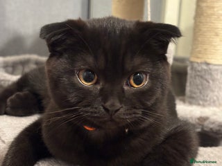 Scottish Fold cats - Advert 6