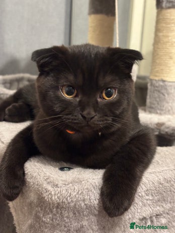 Scottish Fold cats - Advert 11