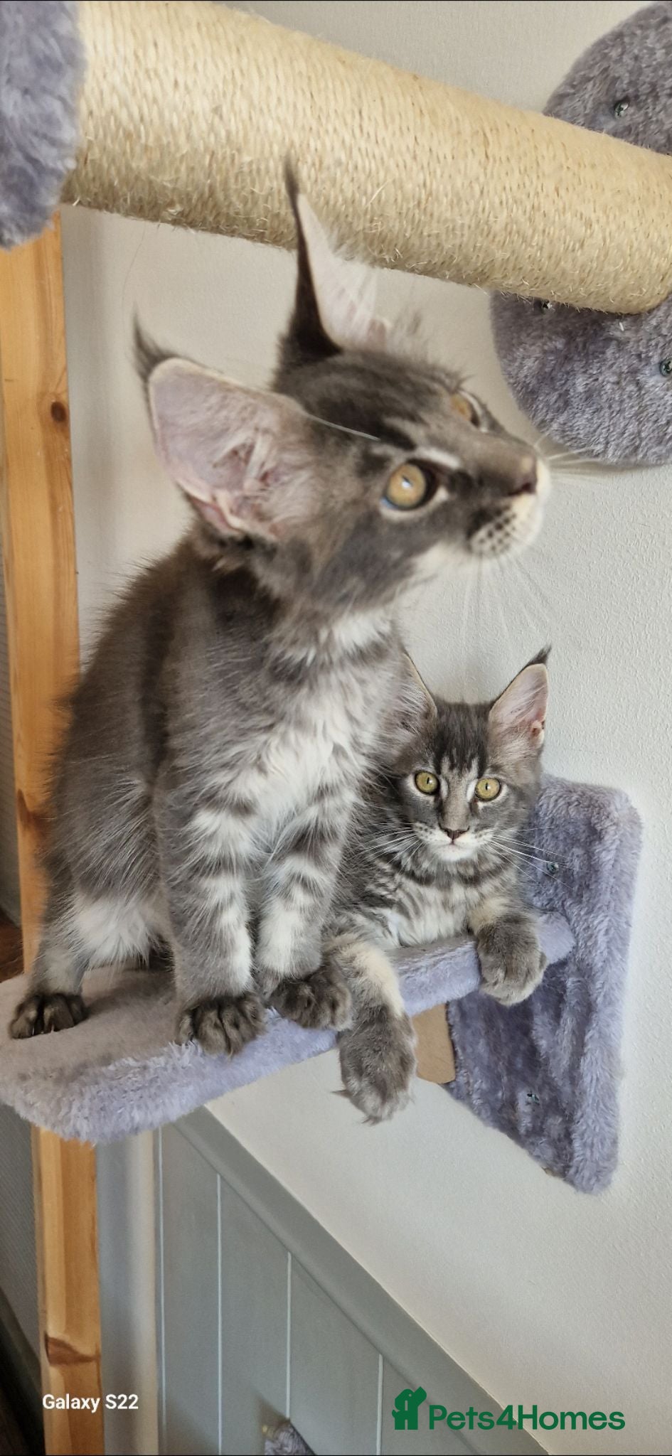 Maine Coon cats READY FOR COLLECTION  TICA registered kittens - Advert 2