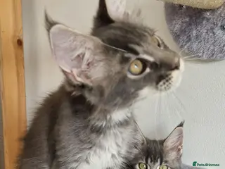 Maine Coon cats READY FOR COLLECTION TICA registered kittens - Advert 2