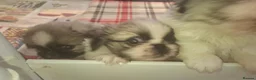 Pekingese dogs for sale: Rare Coloured Pekingese Puppies – Exceptional 🐾🐾 - Advert 30