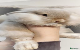 Mini Lop rabbits for sale: Mini lop and mini lop lion head  - Advert 4