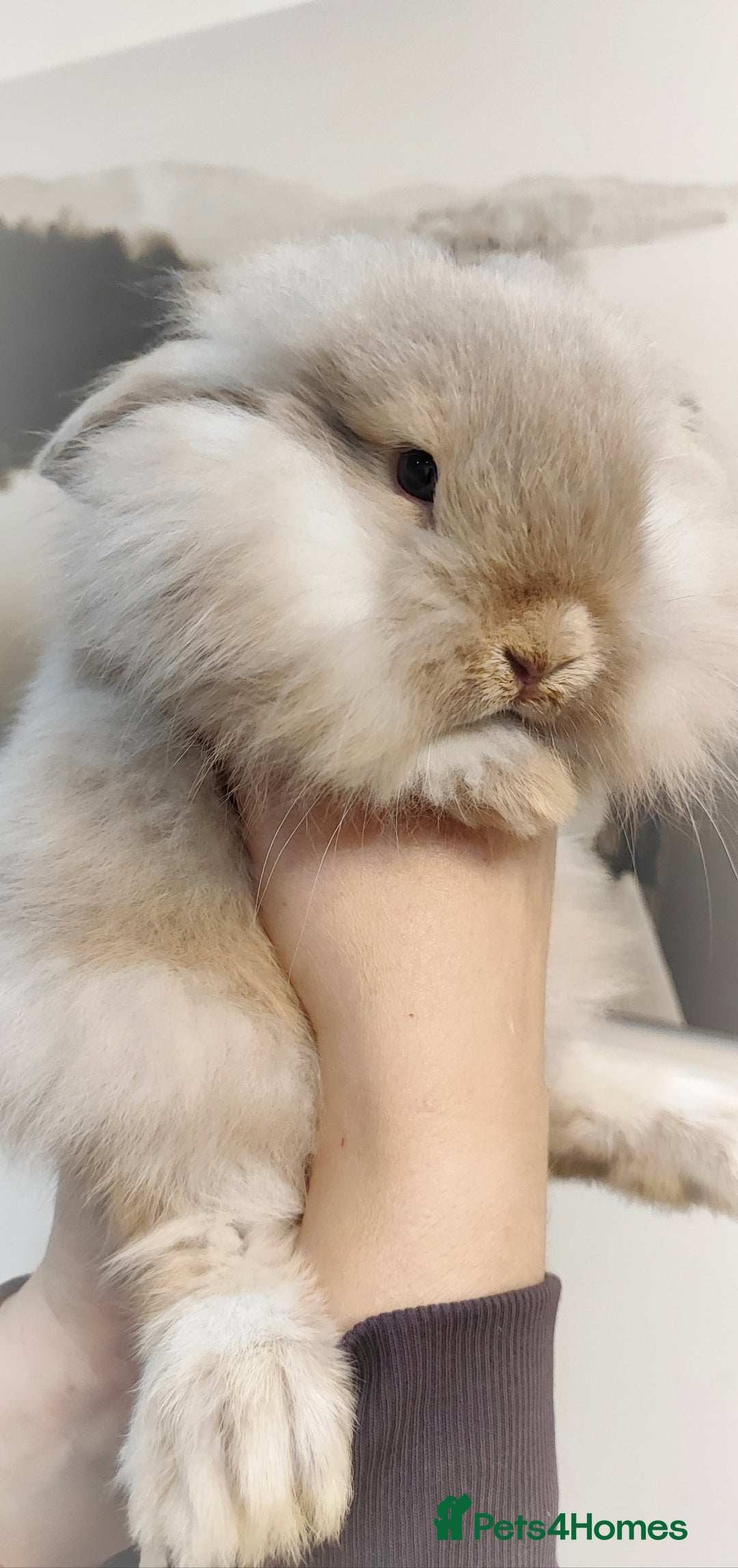 Mini Lop rabbits for sale: Mini lop and mini lop lion head  - Advert 4