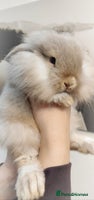 Mini Lop rabbits - Advert 11