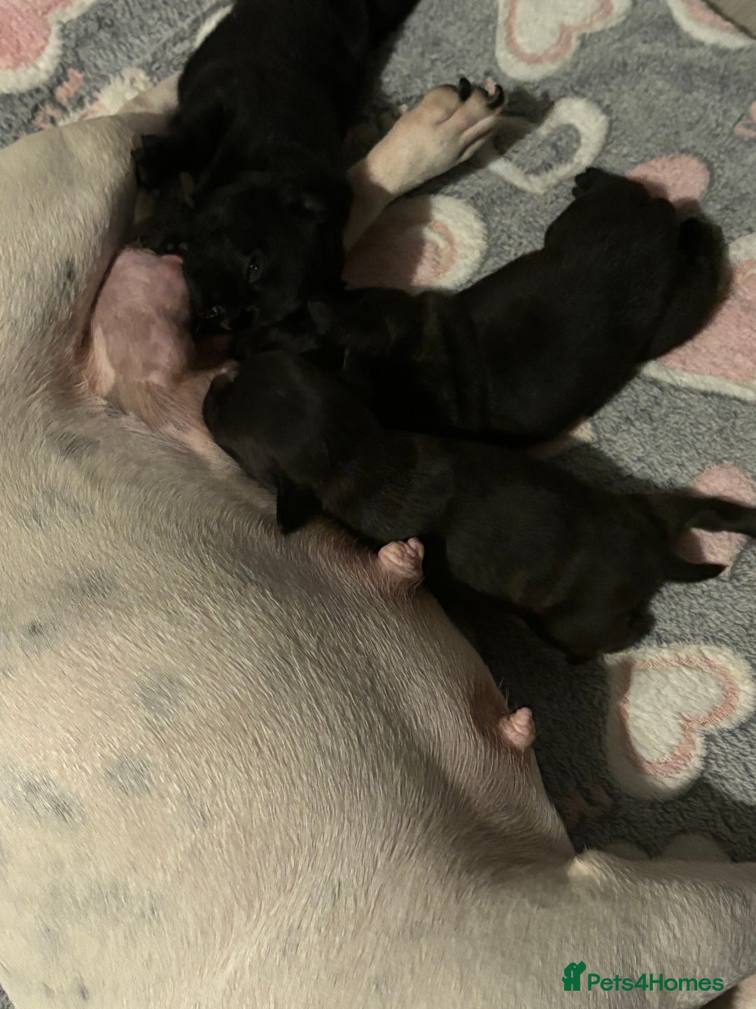 Frug dogs for sale: 4 Male Frugs, Available now! - Image 20