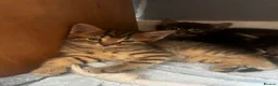 Maine Coon cats for sale: Maincoone x Norwegian forest kittens - Advert 4