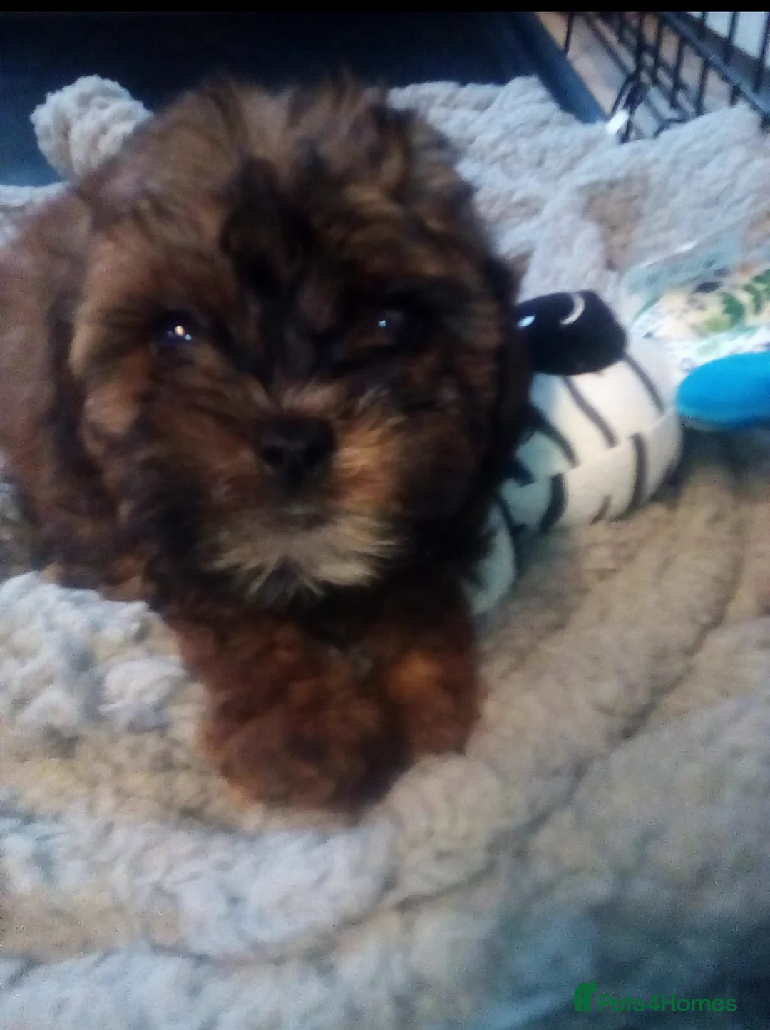 Cavapoo dogs for sale: Last 3 beautiful f1b Cavapoo - Advert 6