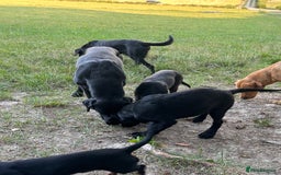 Labrador Retriever dogs for sale: Gorgeous Labrador Puppies, Ready to go.  - Image 3