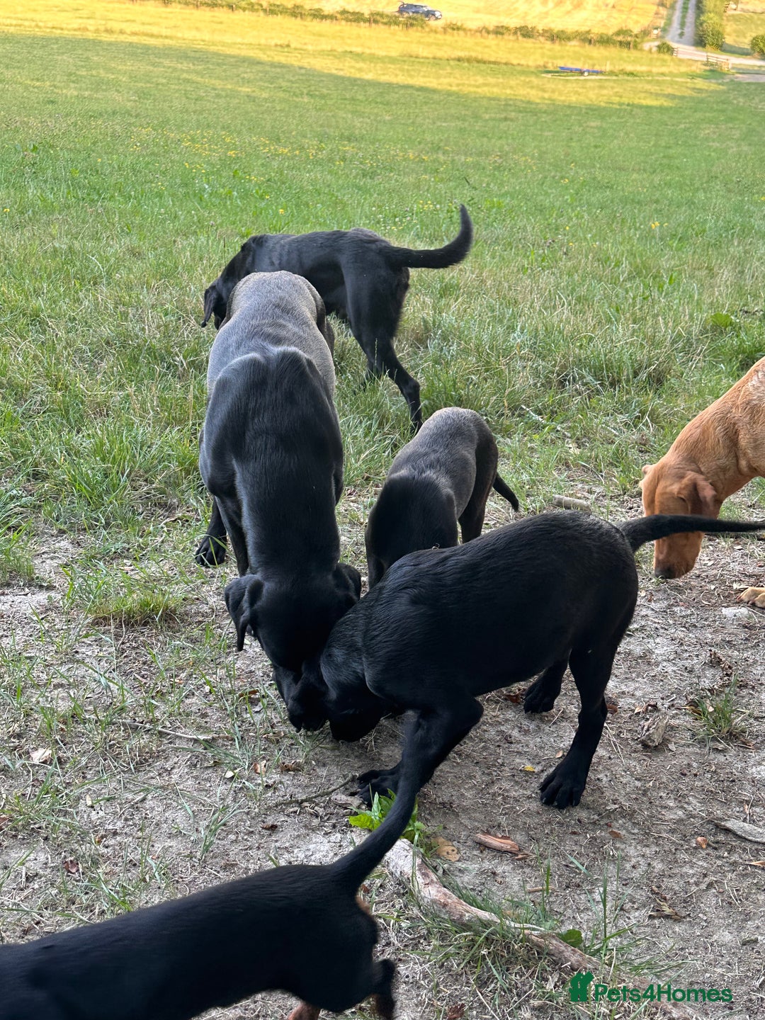 Labrador Retriever dogs for sale: Gorgeous Labrador Puppies, Ready to go.  - Image 3
