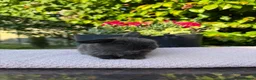 Mini Lop rabbits for sale: 4 Beautiful Mini Lops - Advert 11