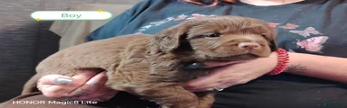 Mixed Breed 5