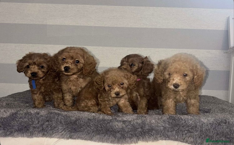 Miniature Poodle dogs - Advert 1