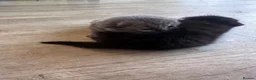 Mixed Breed cats for sale: British short hair cross - Advert 11