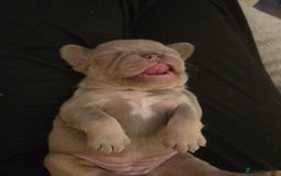 French Bulldog dogs for sale: Isabella & lilac & tan chunky frenchies - Advert 26