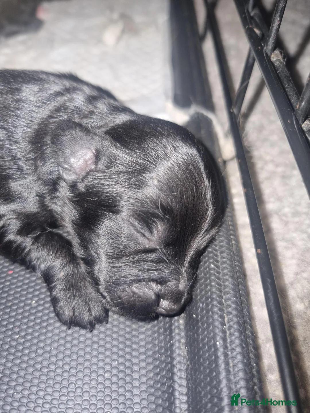 Cockapoo dogs for sale: Beautiful cavapoo puppies  - Advert 12
