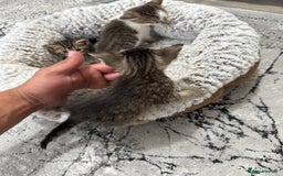 Mixed Breed cats for sale: 2 Adorable Boy Kittens for sale - Image 5