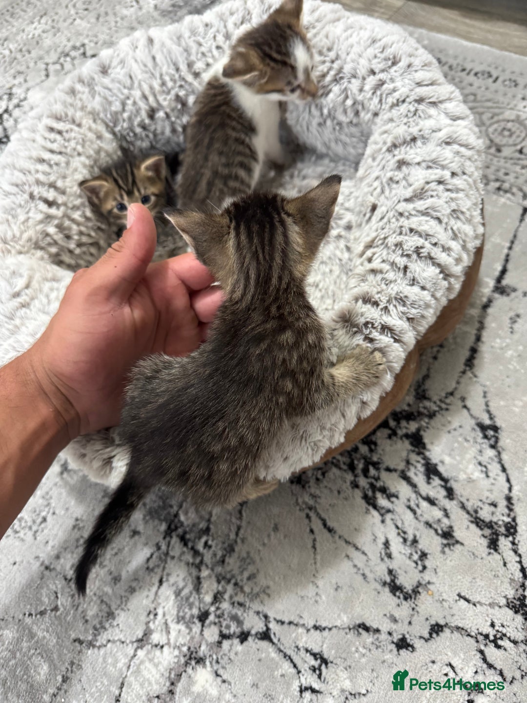 Mixed Breed cats for sale: 2 Adorable Boy Kittens for sale - Image 5