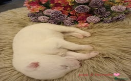 Siberian Husky dogs for sale: Siberian Husky puppies - Advert 7