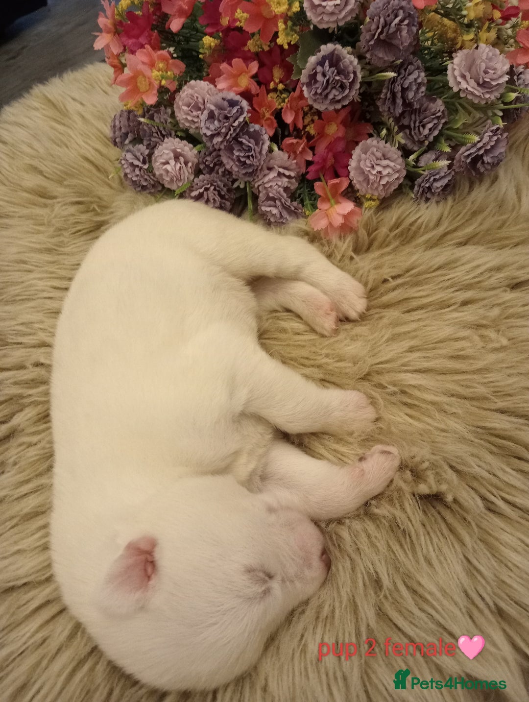 Siberian Husky dogs for sale: Siberian Husky puppies - Advert 7