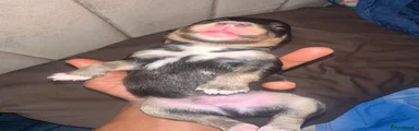 KOVU (KO-VOO)
