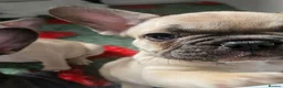 French Bulldog dogs for sale: REDUCED 8 week old Frenchie Male - Ready Now - Advert 9