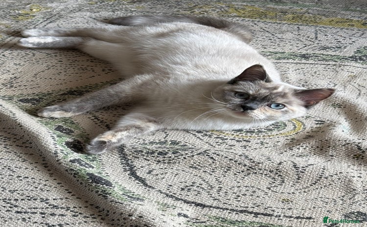 British Shorthair cats - Advert 16