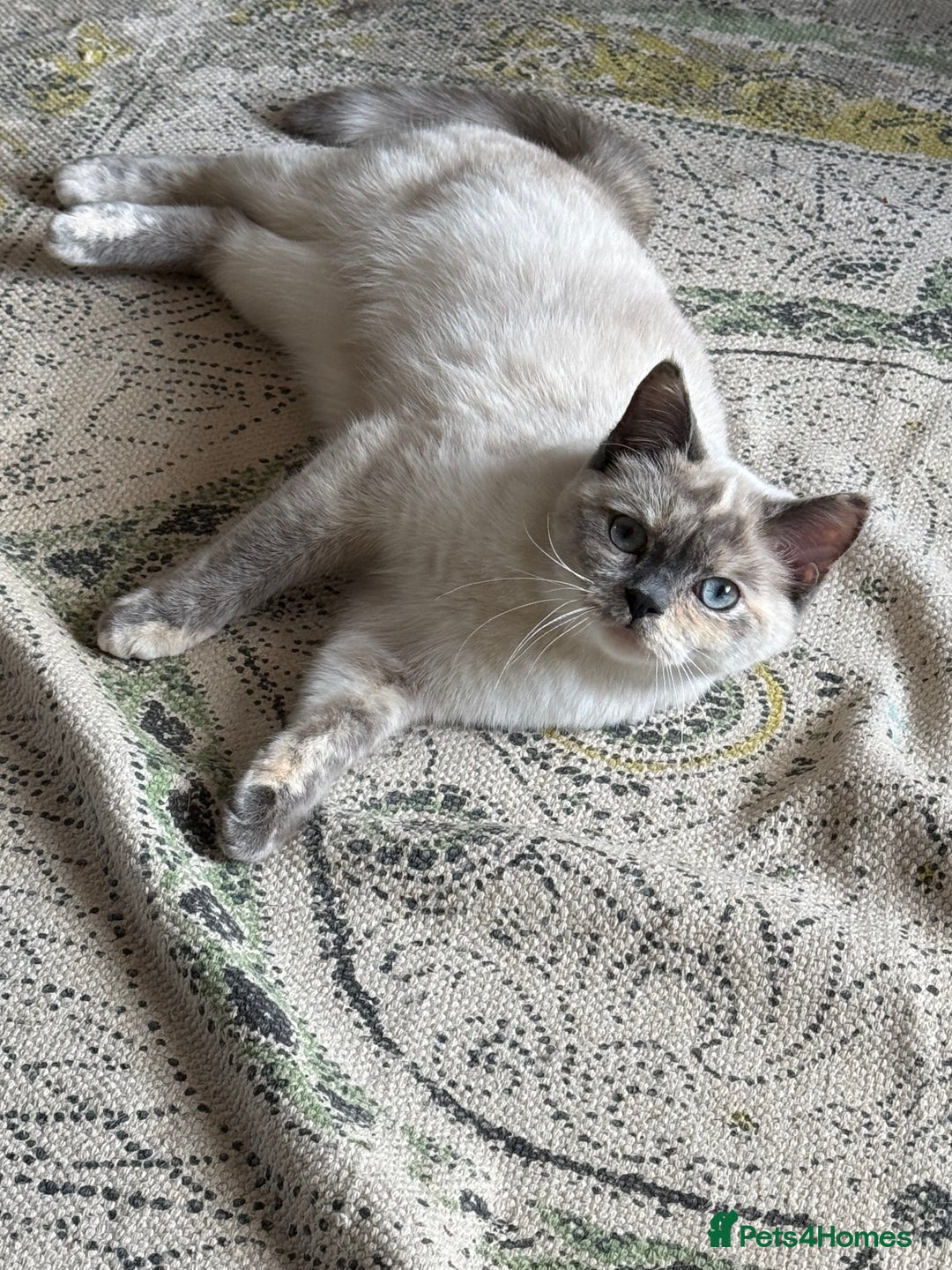 British Shorthair cats for sale: Beautiful British Shorthair x Ragdoll - Image 1