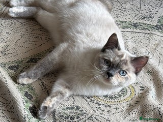 British Shorthair cats - Advert 26