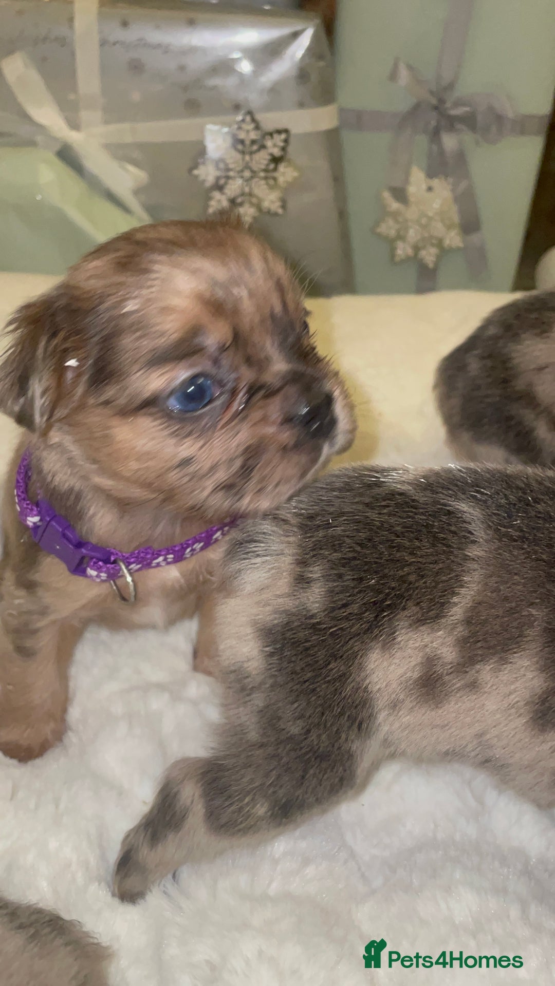 French Bulldog dogs for sale: 8 perfect fluffy visual French bulldogs dwkc reg - Advert 15