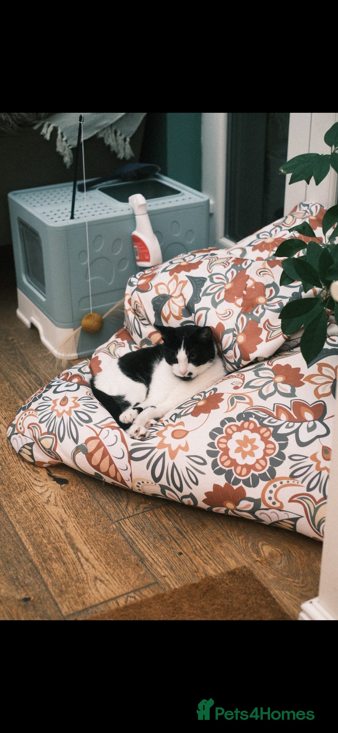 Domestic Shorthair cats for sale: Oscar is looking for a new home - Image 3