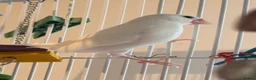 Budgerigars birds for sale: Bonded Pair 6 months old Java white sparrows  - Advert 9