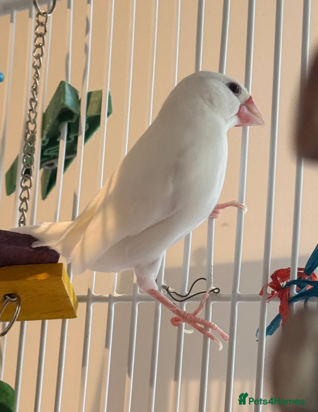 Budgerigars birds for sale: Bonded Pair 6 months old Java white sparrows  - Advert 9