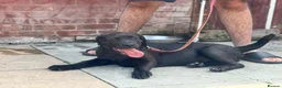Cane Corso dogs for sale: 1 male 1 female cane  in Romford - Advert 26