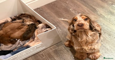 Cockapoo dogs Charming Mini Cockerpoo puppies  - Advert 10