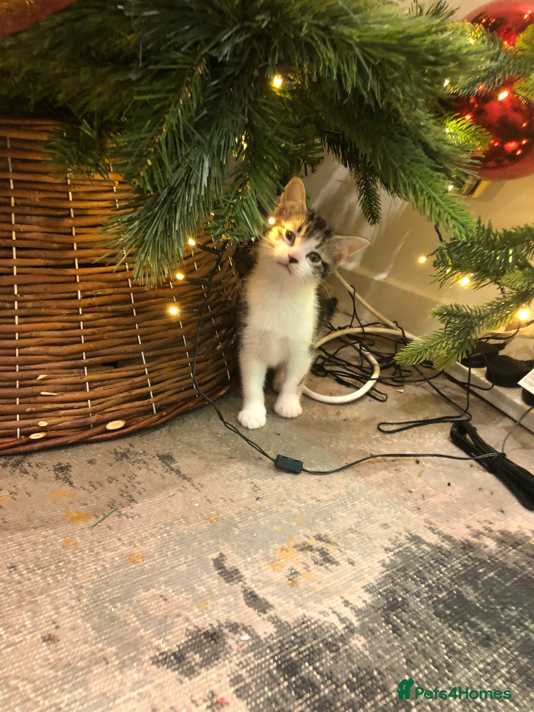 Mixed Breed cats for sale: 4 Lovely kittens for sale  - Advert 16