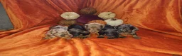 Dachshund dogs for sale: Wired haired dachshund  in Gloucester - Advert 5