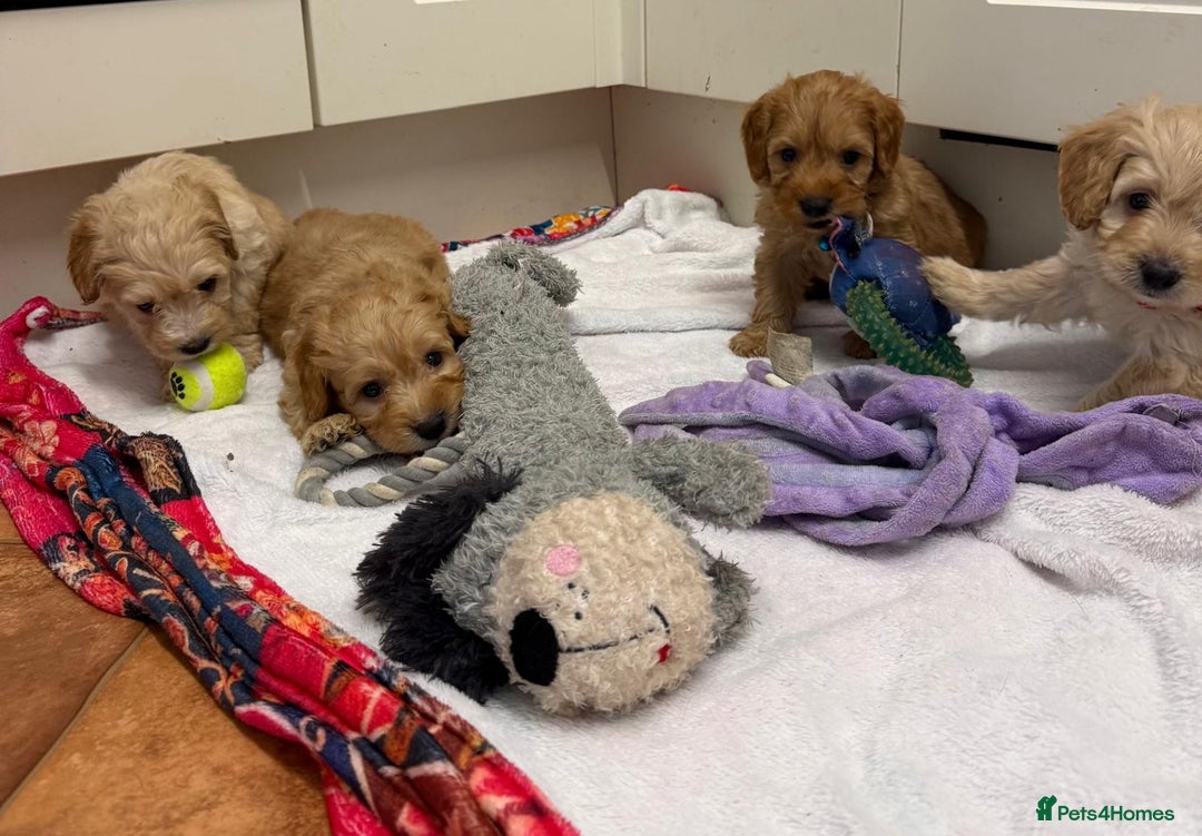 Cockapoo dogs for sale: Bred From Health Tested Parents - Advert 20