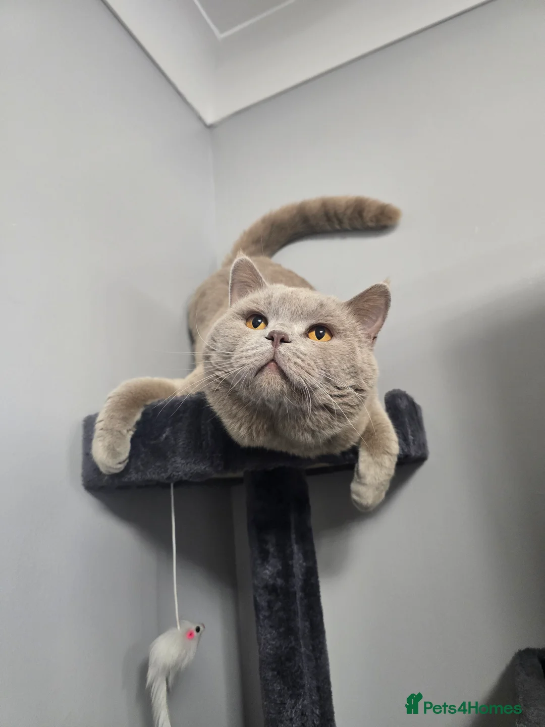 British Shorthair cats for stud: Teddy in Aylesbury - Advert 2