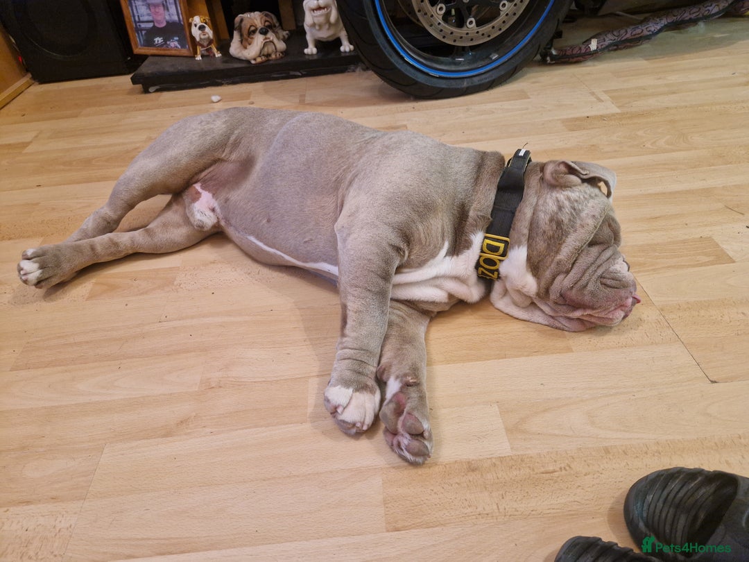 English Bulldog dogs for stud: English bulldog for stud - Image 5
