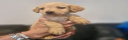 Labradoodle dogs for sale: Labradoodles  - Advert 5