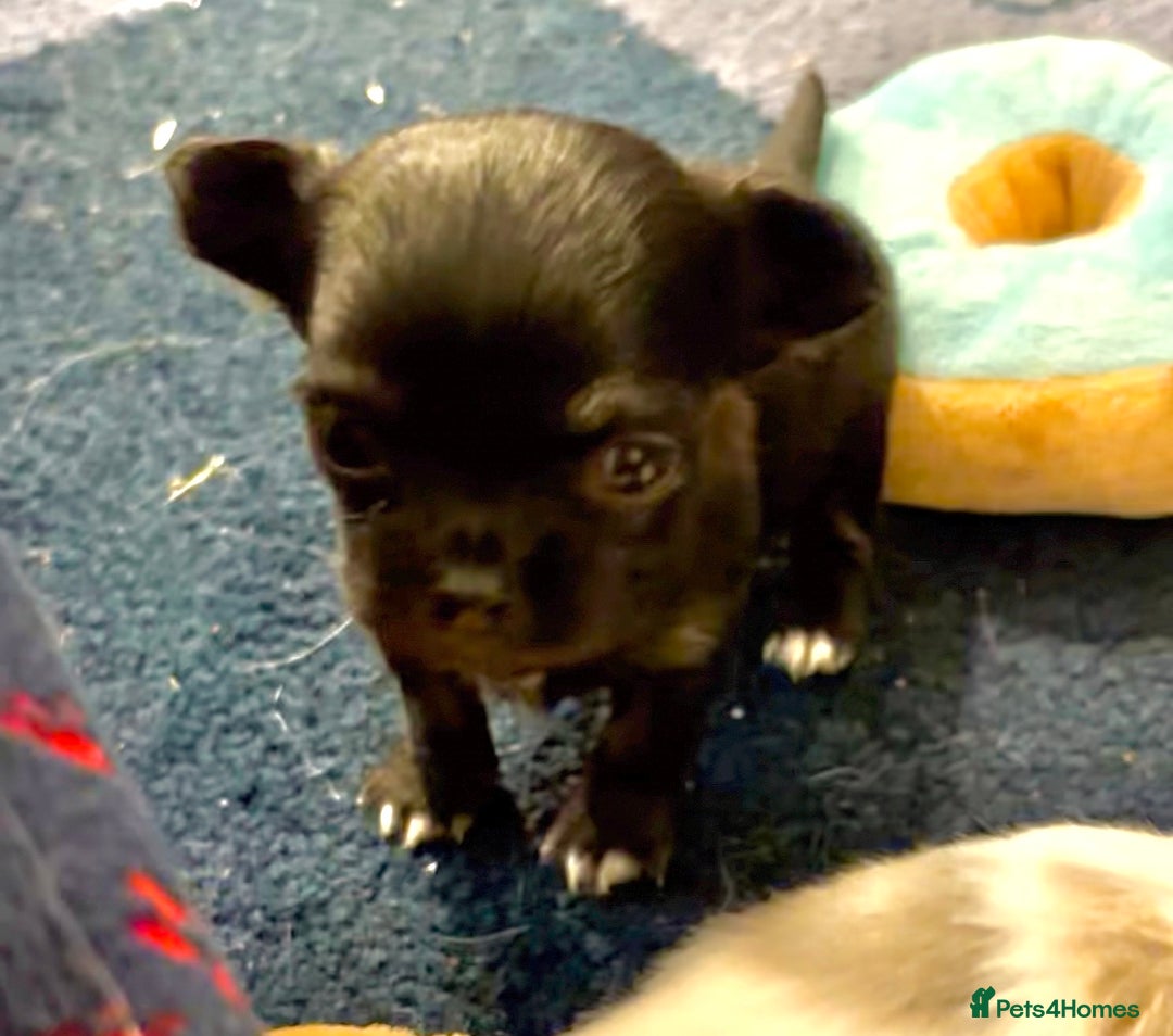 Chihuahua dogs for sale: Beautiful long haired, chihuahua puppies - Advert 11