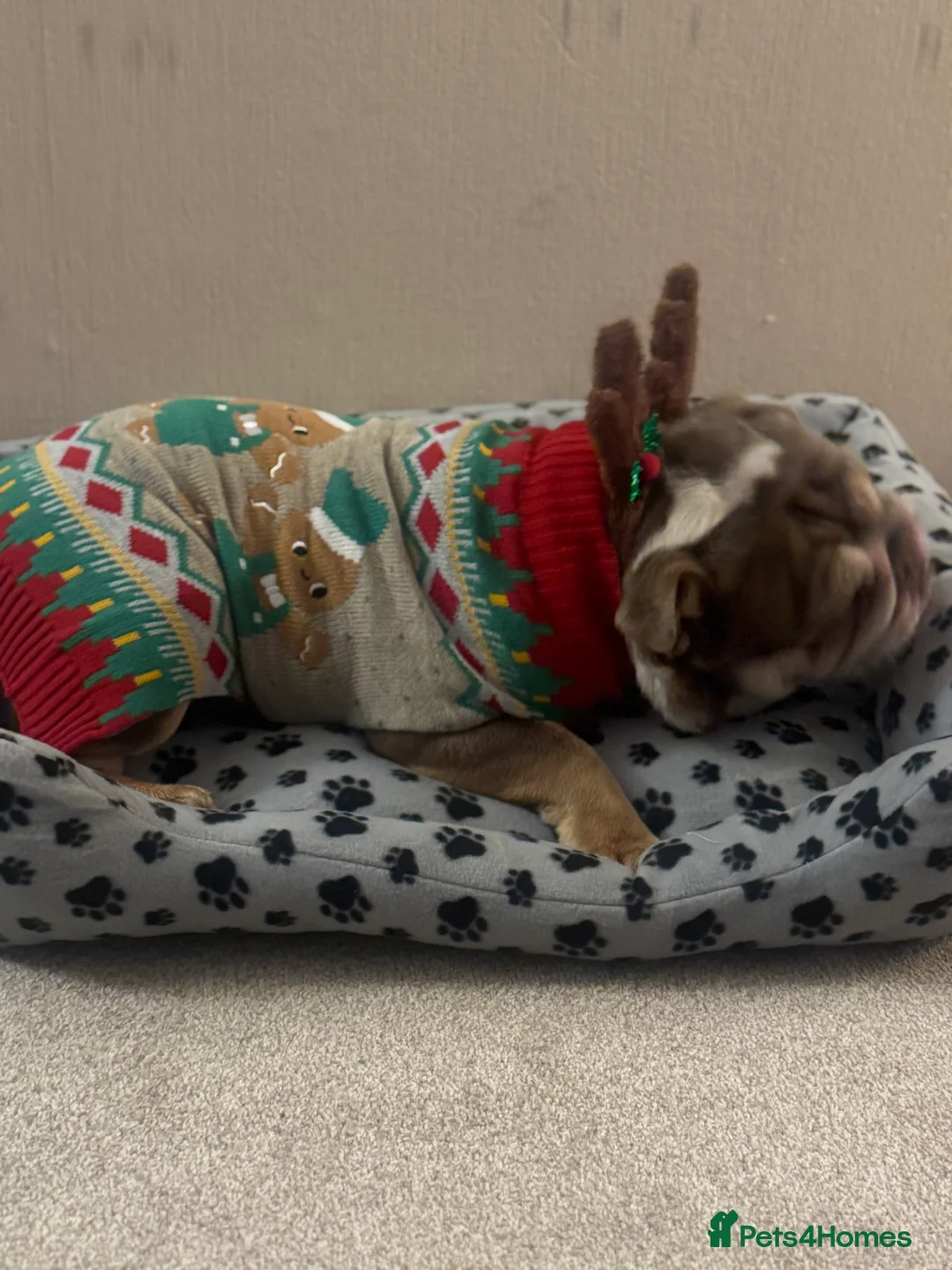 English Bulldog dogs for sale: Stunning girl KC registered bulldog 💕💕💕💕 - Advert 6