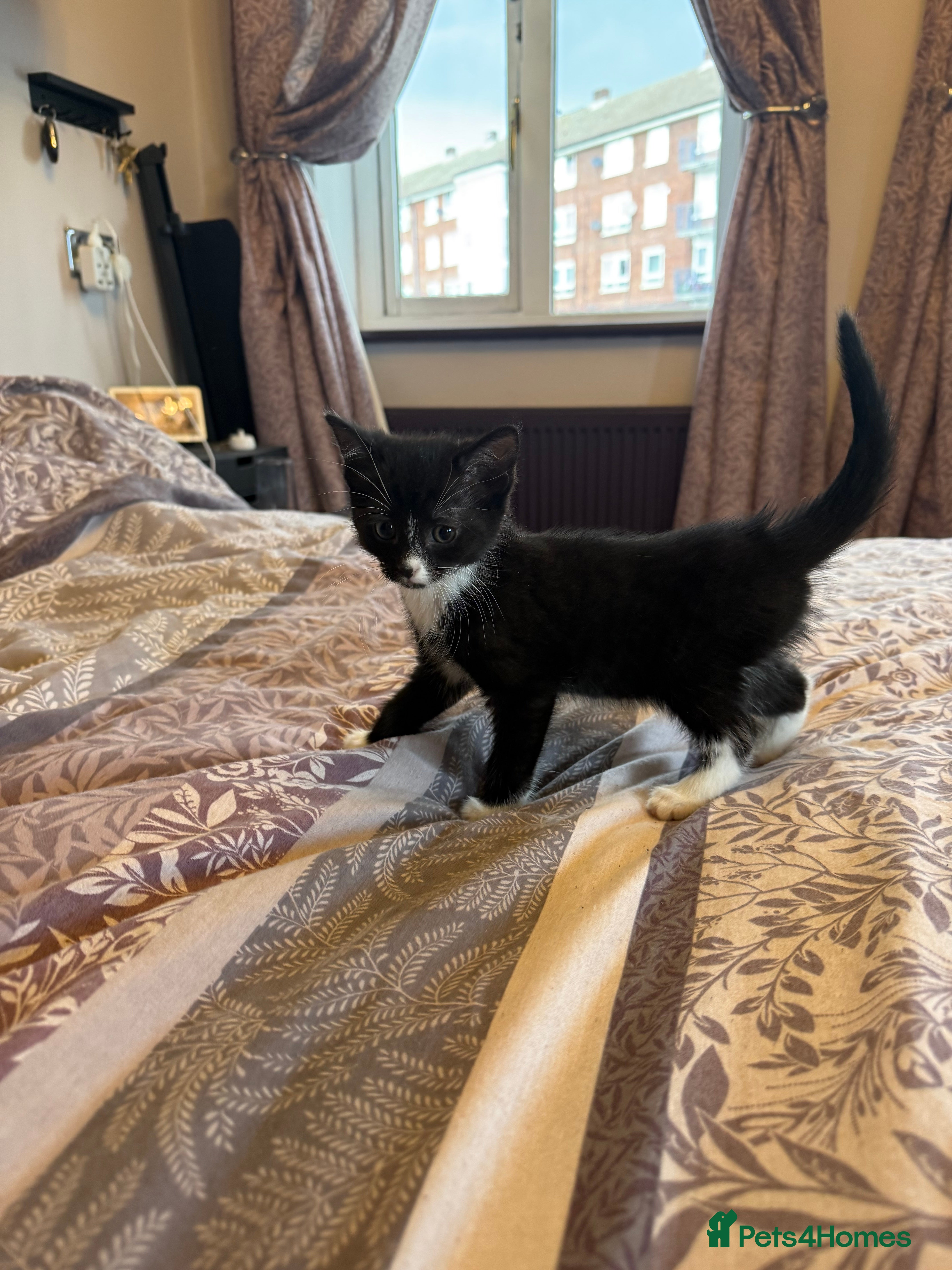 Mixed Breed cats Last female kitten ready to leave reduced £50  - Advert 8