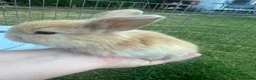 Mini Lop rabbits for sale: Beautiful mini lop rabbits  - Advert 8