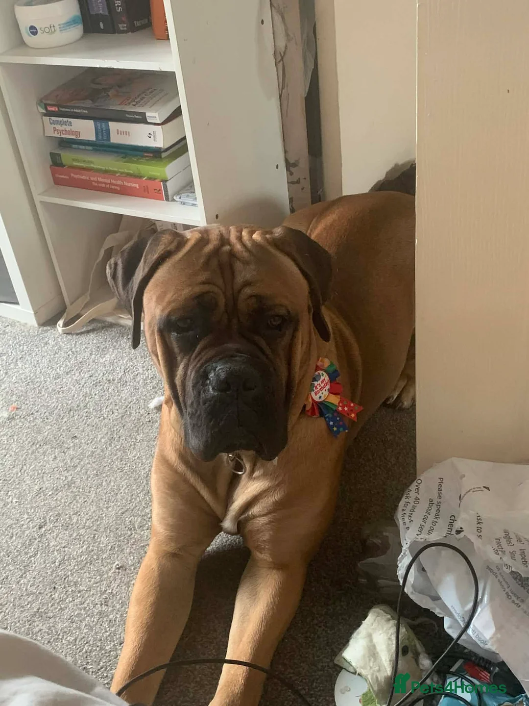 Mixed Breed dogs for stud: Male stud  - Advert 1