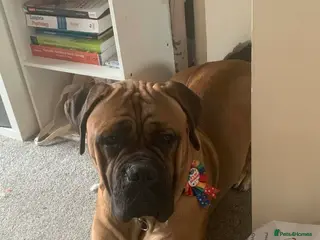 Mixed Breed dogs Male stud - Advert 13