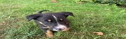 Border Collie dogs for sale: Border collies for sale - Advert 6