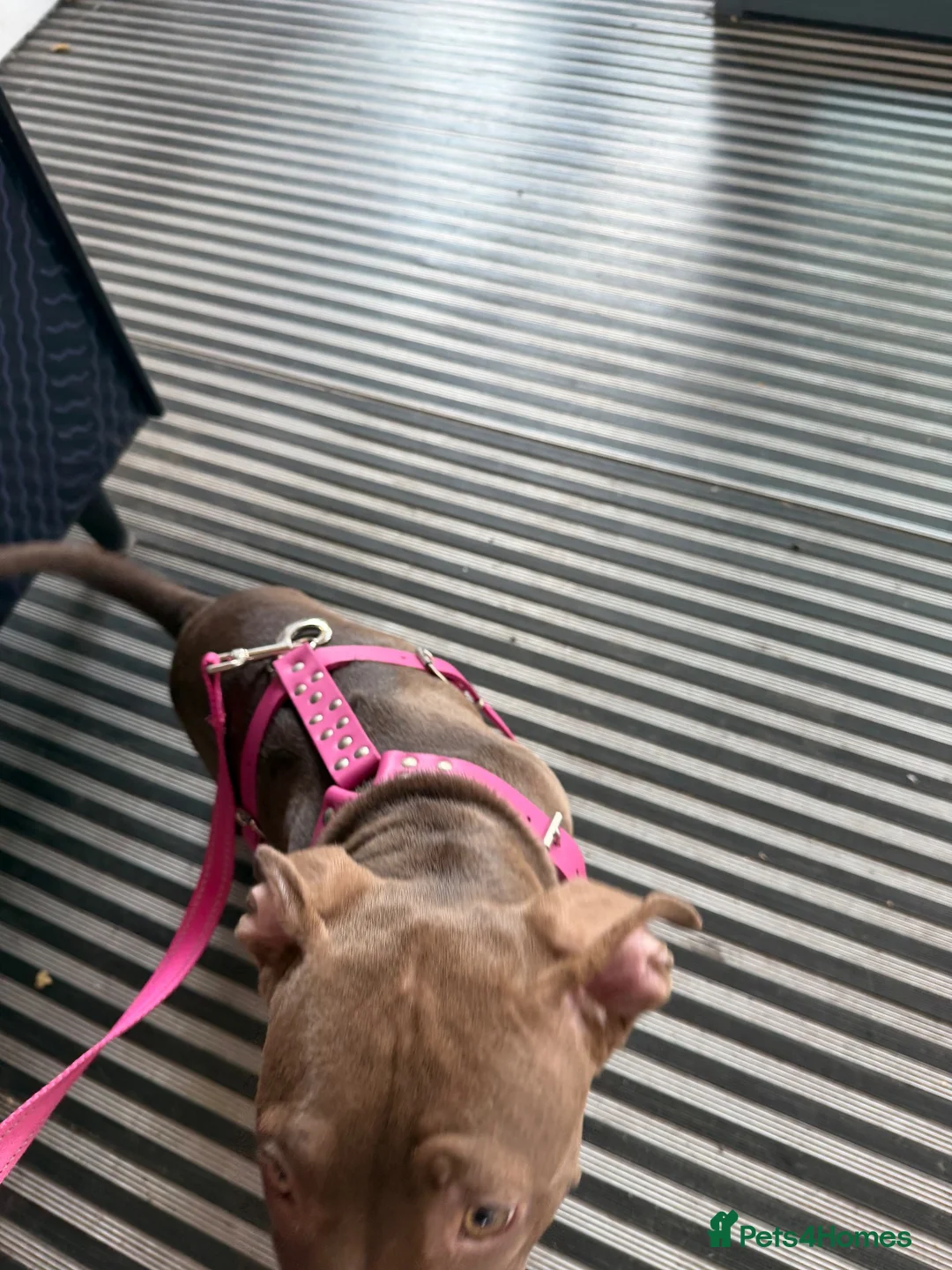 American Bully dogs for sale: American Bully in Stockton-on-Tees - Advert 6