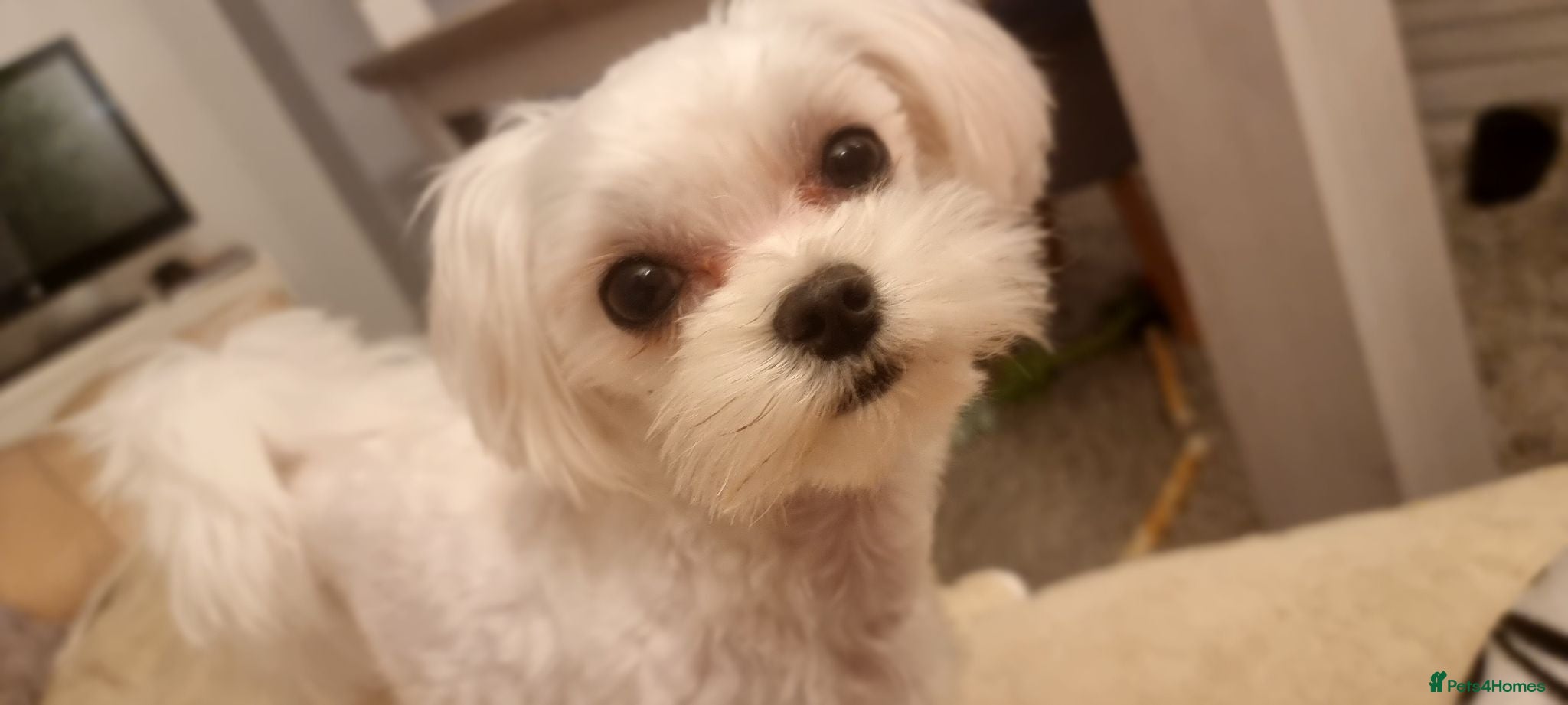 Maltese dogs Luna and Leo - Advert 1